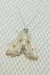 Cataclysta lemnata
