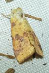 Cirrhia icteritia