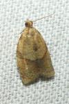 Clepsis consimilana
