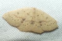 Cyclophora puppillaria