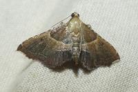 Endotricha flammealis