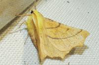Ennomos alniaria