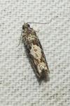 Epinotia immundana