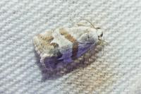 Eublemma candidana