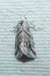 Eublemma candidana