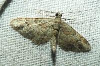 Gymnoscelis rufifasciata