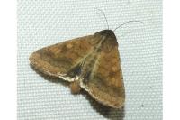 Helicoverpa armigera