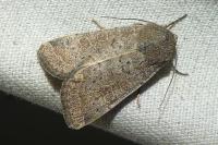 Hoplodrina ambigua