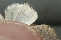 Hoplodrina ambigua
