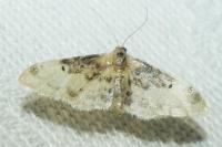 Idaea filicata