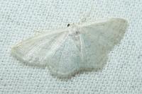 Idaea subsericeata
