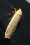 Katha depressa