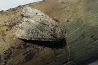 Luperina dumerilii