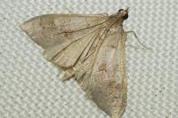 Mecyna asinalis