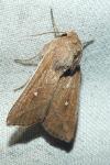 Mythimna albipuncta