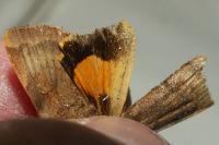 Noctua janthe