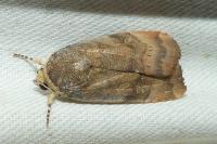 Noctua janthe