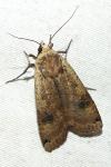 Noctua pronuba