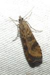 Nomophila noctuella