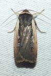 Ochropleura leucogaster