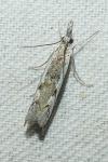 Platytes alpinella