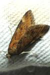 Pyrausta despicata