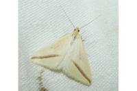 Rhodometra sacraria