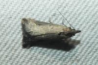 Schrankia costaestrigalis