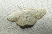 Scopula marginepunctata