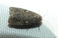 Spodoptera exigua