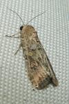 Spodoptera exigua