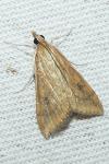 Udea ferrugalis