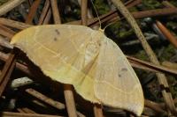 Watsonalla binaria