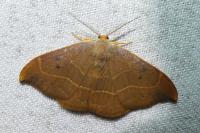 Watsonalla binaria
