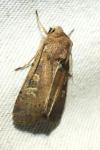 Xestia xanthographa