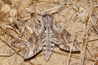 Agrius convolvuli