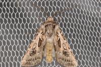 Agrotis vestigialis