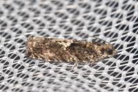 Epinotia immundana