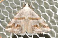 Eublemma candidana