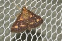 Pyrausta aurata