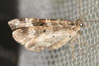 Epirrhoe alternata