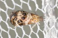Tebenna micalis
