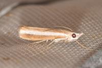 Agriphila latistria