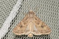 Anarta trifolii