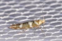 Argyresthia goedartella
