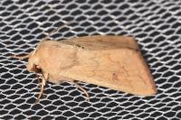 Mythimna vitellina