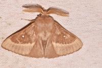 Lasiocampa trifolii
