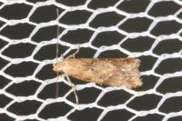 Brachmia blandella