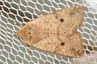 Leptologia blidaensis