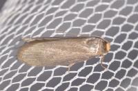 Achroia grisella